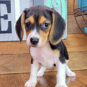 Beagle Puppy Polly