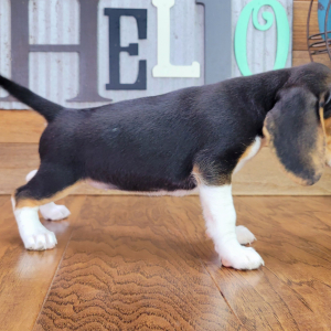 Beagle Puppy Polly