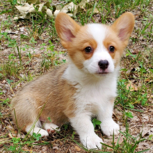 Pembroke Welsh Corgi Puppy Biscuit