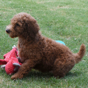 Poodle Puppy Marcia