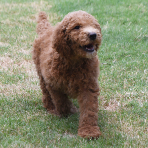 Poodle Puppy Marcia
