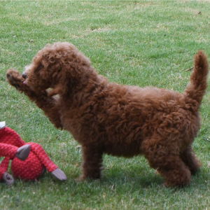 Poodle Puppy Marcia