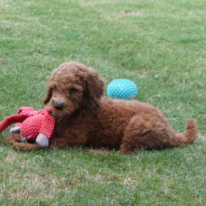 Poodle Puppy Marcia
