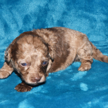 Labradoodle Puppy Preston
