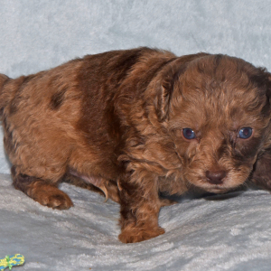 Labradoodle Puppy Preston