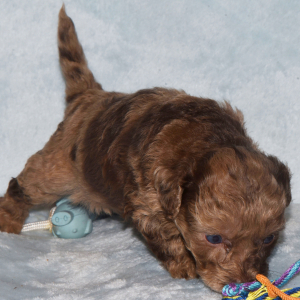 Labradoodle Puppy Preston