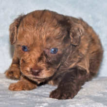 Labradoodle Puppy Preston