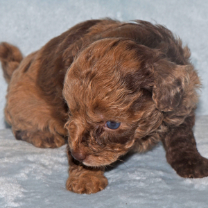 Labradoodle Puppy Preston