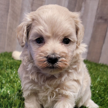 Maltipoo Puppy Harley