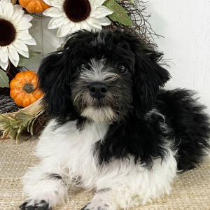 Havanese Puppy Timmy