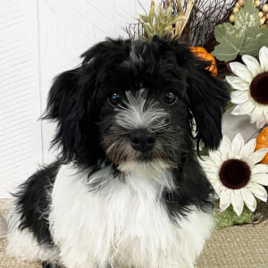 Havanese Puppy Timmy