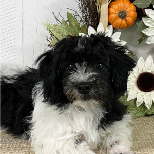 Havanese Puppy Timmy