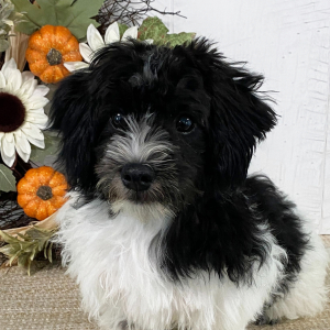 Havanese Puppy Timmy