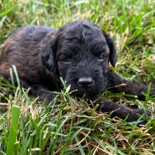 Labradoodle Puppy Annie