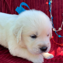 Golden Retriever Puppy Ross