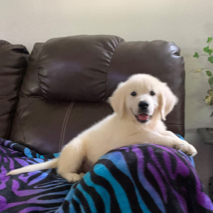 Golden Retriever Puppy Ross