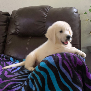 Golden Retriever Puppy Ross