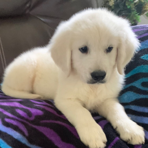 Golden Retriever Puppy Ross