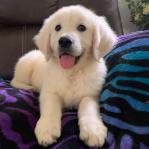 Golden Retriever Puppy Ross