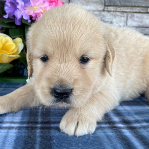 Golden Retriever Puppy Nate