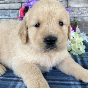 Golden Retriever Puppy Nate