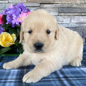 Golden Retriever Puppy Nate