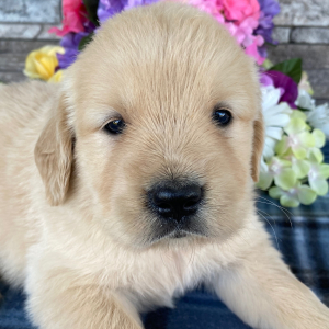 Golden Retriever Puppy Nate