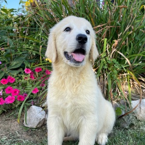 Golden Retriever Puppy Nate