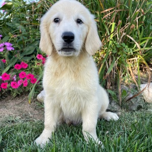 Golden Retriever Puppy Nate