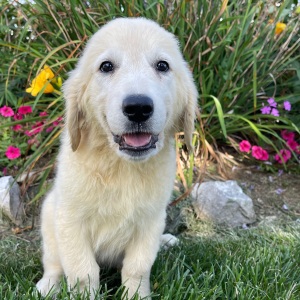 Golden Retriever Puppy Nate