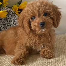 Cavapoo Puppy Nieck