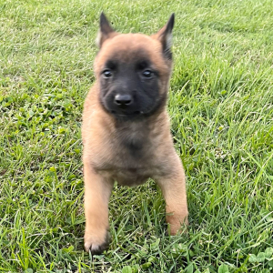 Belgian Malinois Puppy Asa