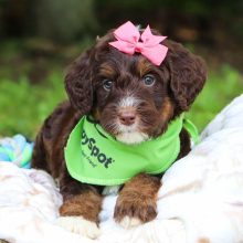 Bernedoodle Puppy Sophia