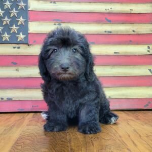 Schnoodle Puppy Tinley
