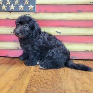 Schnoodle Puppy Tinley
