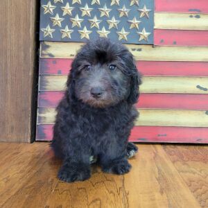 Schnoodle Puppy Tinley