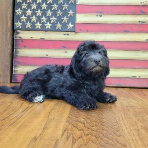 Schnoodle Puppy Tinley