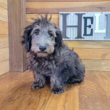 Schnoodle Puppy Tinley