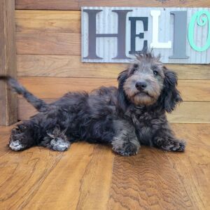 Schnoodle Puppy Tinley