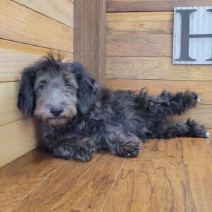 Schnoodle Puppy Tinley