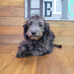 Schnoodle Puppy Tinley
