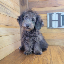 Schnoodle Puppy Tinley