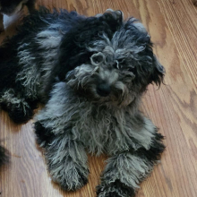 Goldendoodle Puppy Slugger