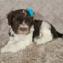 Havanese Puppy Casey