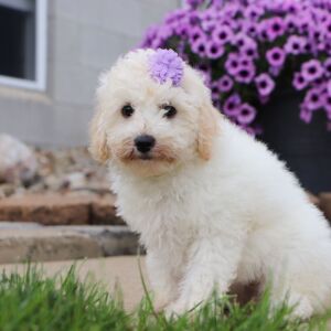 Bichonpoo Puppy Chloe