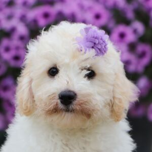 Bichonpoo Puppy Chloe