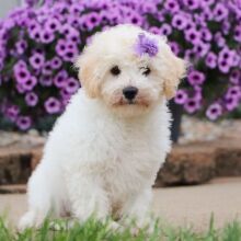 Bichonpoo Puppy Chloe
