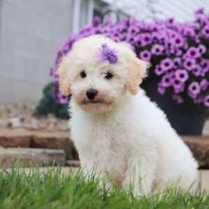 Bichonpoo Puppy Chloe