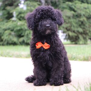 Bichonpoo Puppy Dexter
