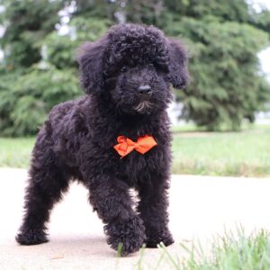 Bichonpoo Puppy Dexter